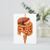 Anatomie des menschlichen Verdauungssystems, Vorde Postkarte (Stehend Vorderseite)