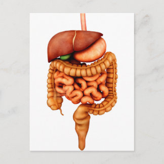 Anatomie des menschlichen Verdauungssystems, Vorde Postkarte