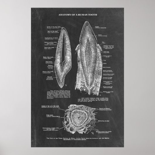 Anatomie des menschlichen Zahnfleisches Poster (Vorne)