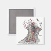 Anatomie des Necks Magnet (Vorderseite/Rückseite)