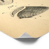 Anatomie des Pferdefußhofs 1908 Vintag Poster (Ecke)