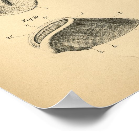 Anatomie des Pferdefußhofs 1908 Vintag Poster (Ecke)