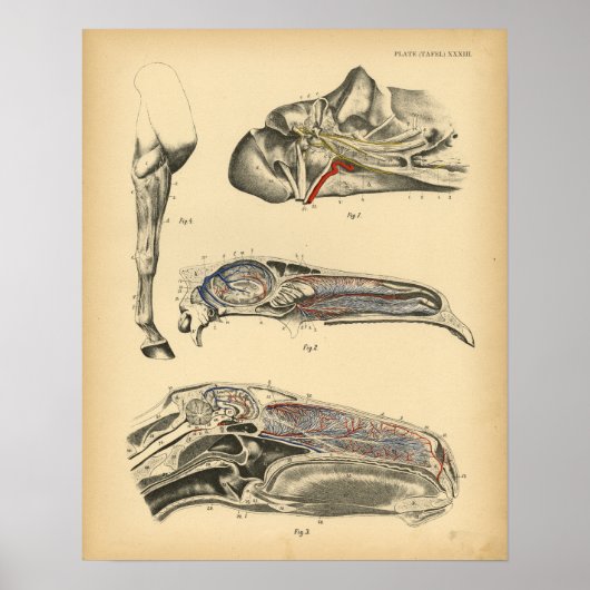 Anatomie des Pferdes 1908 Vintag Poster (Vorne)