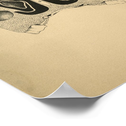 Anatomie des Pferdes 1908 Vintag Poster (Ecke)