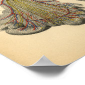 Anatomie des Pferdes 1908 Vintag Poster (Ecke)