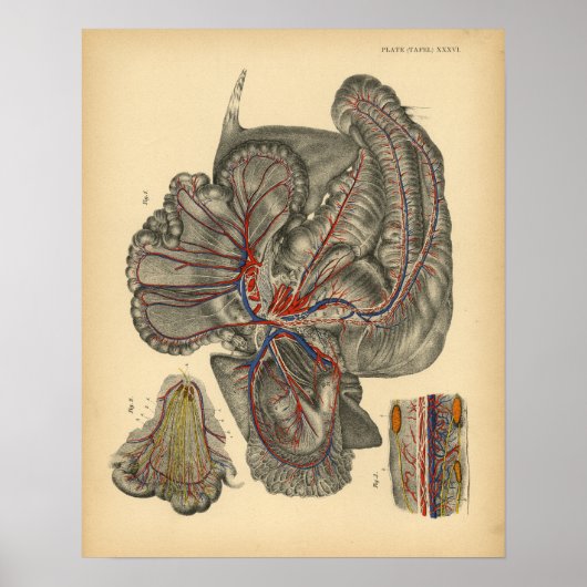 Anatomie des Pferdes 1908 Vintag Poster (Vorne)