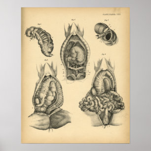 Anatomie des Pferdes 1908 Vintag Poster