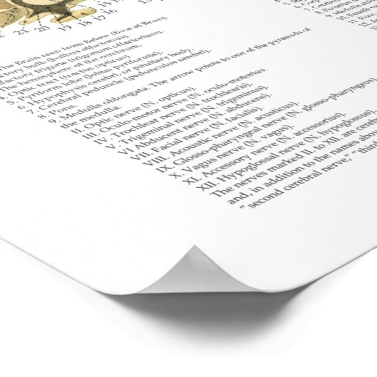 Anatomie des Pferdes Poster (Ecke)