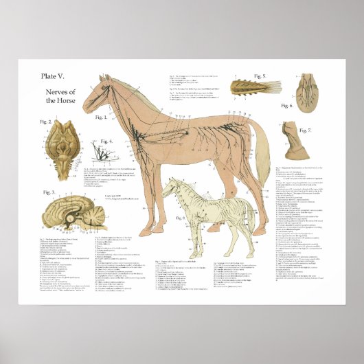Anatomie des Pferdes Poster (Vorne)