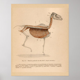 Anatomie des Pferdes Tiefmuskels Französisch Vinta Poster