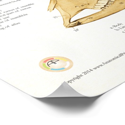 Anatomie des Rinderschädels Poster (Ecke)