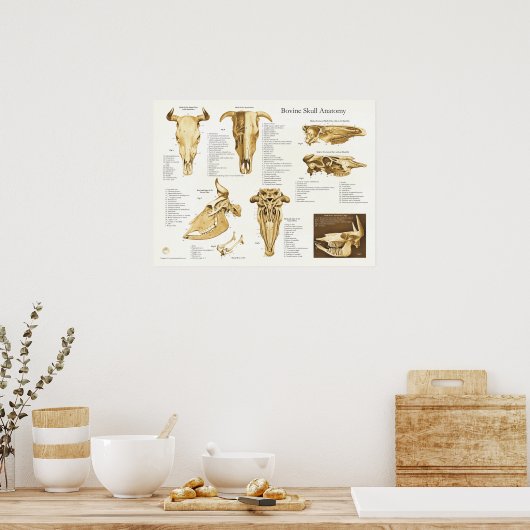 Anatomie des Rinderschädels Poster (Küche)