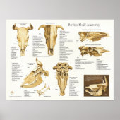Anatomie des Rinderschädels Poster (Vorne)