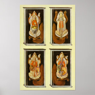Anatomie des Roten Eichhörnchens Veterinäraltes Po Poster