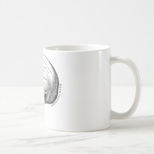 Anatomie des Schädels Kaffeetasse (Rechts)
