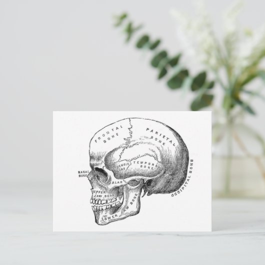 Anatomie des Schädels Postkarte (Stehend Vorderseite)