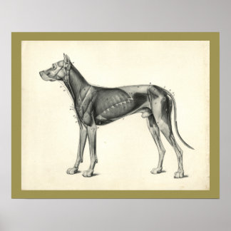 Anatomie des Tieres Druck Poster