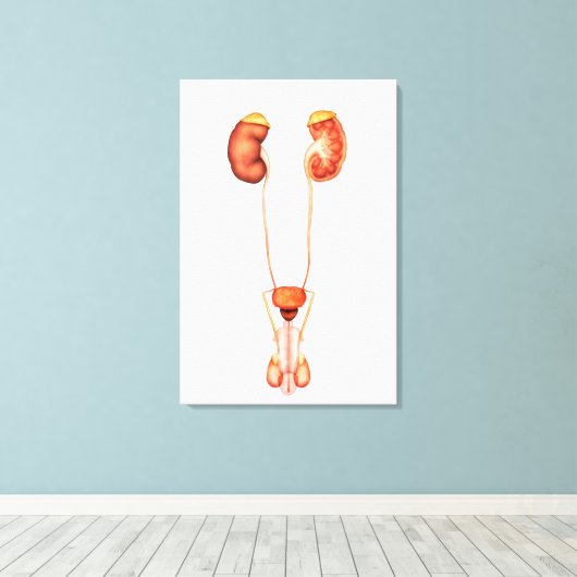 Anatomie des Urinsystems des Menschen, Frontansich Leinwanddruck (Insitu (Holzboden))