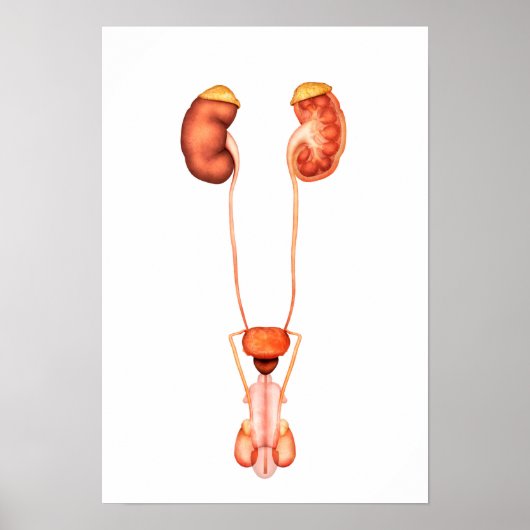 Anatomie des Urinsystems des Menschen, Frontansich Poster (Vorne)