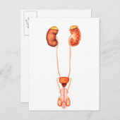 Anatomie des Urinsystems des Menschen, Frontansich Postkarte (Vorne/Hinten)