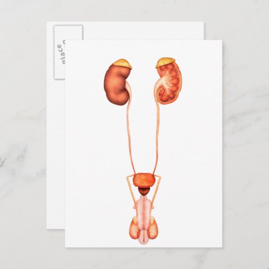 Anatomie des Urinsystems des Menschen, Frontansich Postkarte (Vorne/Hinten)