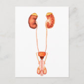 Anatomie des Urinsystems des Menschen, Frontansich Postkarte (Vorderseite)