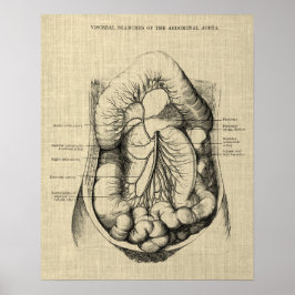 Anatomie des Verdauungssystems 2 Gastroenterologie Poster