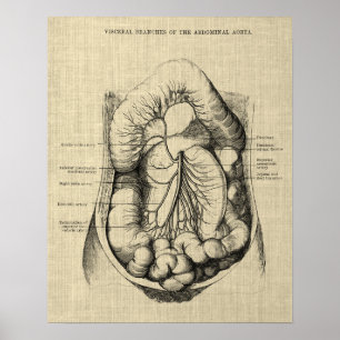 Anatomie des Verdauungssystems 2 Gastroenterologie Poster