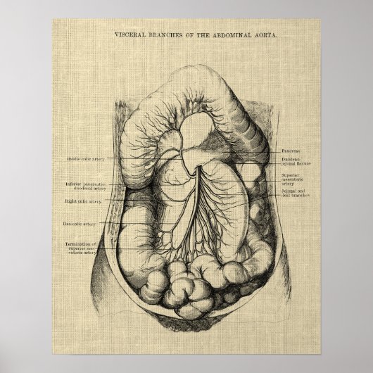 Anatomie des Verdauungssystems 2 Gastroenterologie Poster (Vorne)