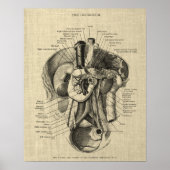 Anatomie des Verdauungssystems Druck 3 Gastroenter Poster (Vorne)