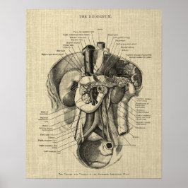 Anatomie des Verdauungssystems Druck 3 Gastroenter Poster
