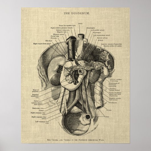 Anatomie des Verdauungssystems Druck 3 Gastroenter Poster (Vorne)