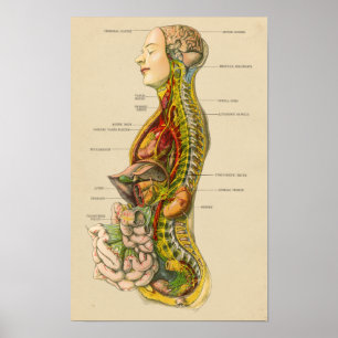Anatomie des Vintagen menschlichen Nervensystems Poster