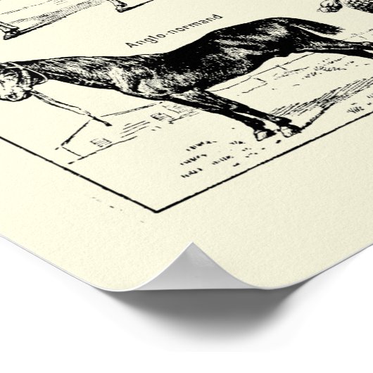 Anatomie des Vintagen Pferdes Poster (Ecke)