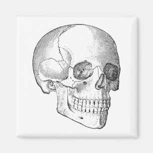 Anatomie des Vintagen Schädels, zeichnend monochro Magnet