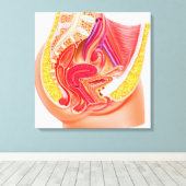 Anatomie des weiblichen Fortpflanzungssystems 1 Leinwanddruck (Insitu (Holzboden))