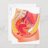 Anatomie des weiblichen Fortpflanzungssystems 1 Postkarte (Vorne/Hinten)