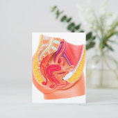 Anatomie des weiblichen Fortpflanzungssystems 1 Postkarte (Stehend Vorderseite)
