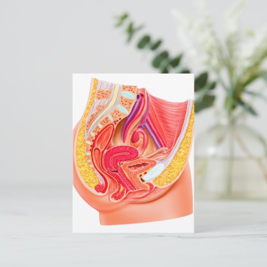Anatomie des weiblichen Fortpflanzungssystems 1 Postkarte (Stehend Vorderseite)