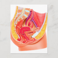 Anatomie des weiblichen Fortpflanzungssystems 1