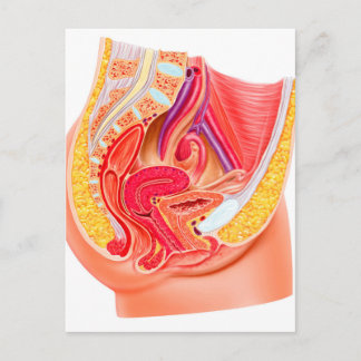 Anatomie des weiblichen Fortpflanzungssystems 1 Postkarte