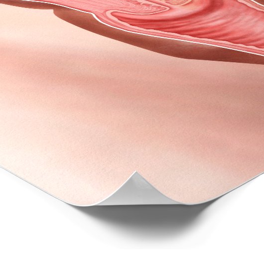 Anatomie des weiblichen Fortpflanzungssystems 2 Poster (Ecke)