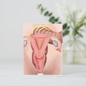 Anatomie des weiblichen Fortpflanzungssystems 2 Postkarte (Stehend Vorderseite)