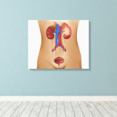 Anatomie des weiblichen Harnsystems Leinwanddruck (Insitu (Holzboden))
