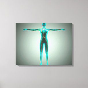 Anatomie des weiblichen Körpers mit Arterien und Leinwanddruck