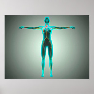 Anatomie des weiblichen Körpers mit Arterien und V Poster