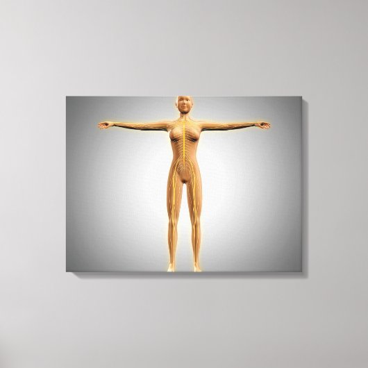 Anatomie des weiblichen Körpers mit dem Nervensyst Leinwanddruck (Vorderseite)