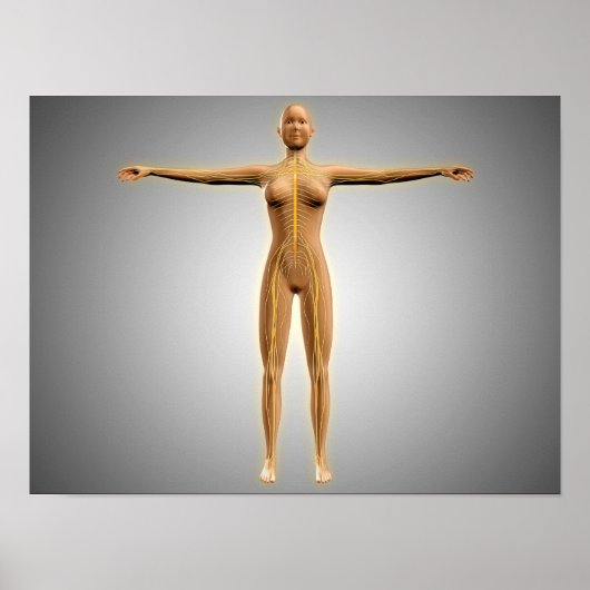 Anatomie des weiblichen Körpers mit dem Nervensyst Poster (Vorne)