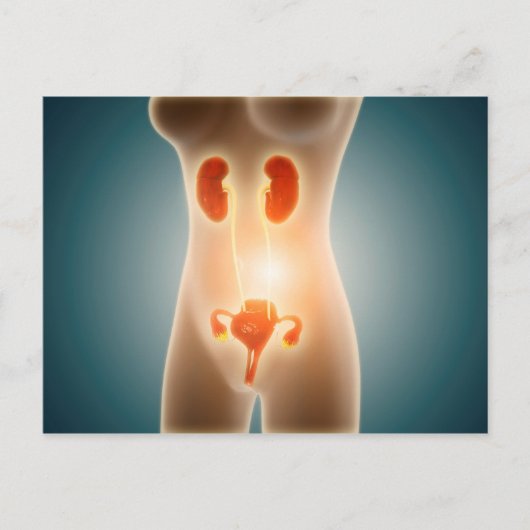 Anatomie des weiblichen Körpers mit Fortpflanzungs Postkarte (Vorderseite)