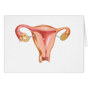 Anatomie des weiblichen Uterus 1